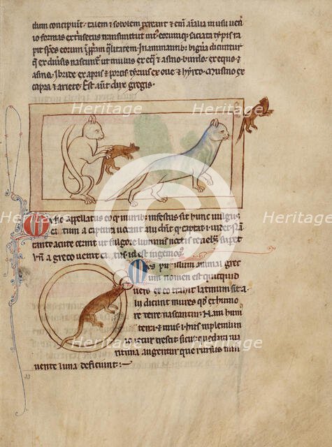 Cats; A Mouse; Northumberland Bestiary, about 1250-1260. Creator: Unknown.