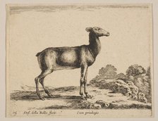 Plate 15: doe, from 'Various animals' (Diversi animali), ca. 1641. Creator: Stefano della Bella.