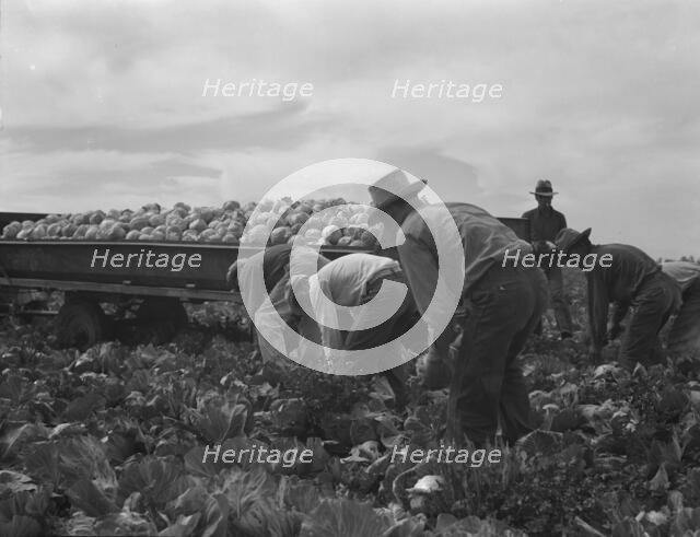 Cabbage cutting and hauling by new Vessey (flat truck) system, Imperial Valley, California, 1937. Creator: Dorothea Lange.