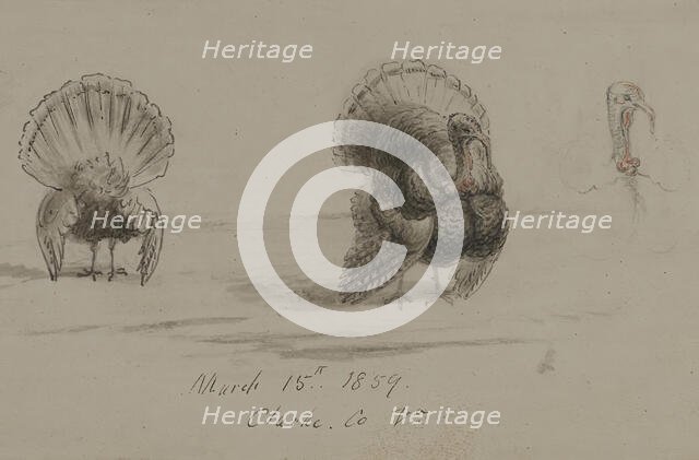 Three Turkeys, 1859. Creator: David Hunter Strother.