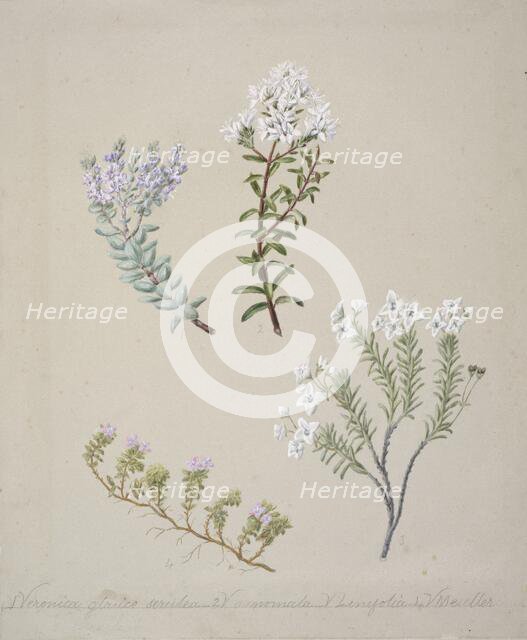 [Veronica  (4 species)], c.1885. Creator: Sarah Featon.