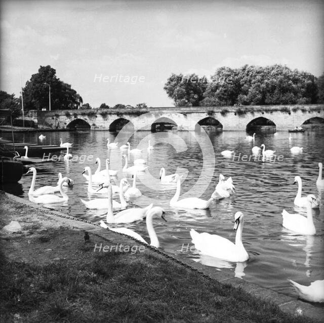 Swans on the River Avon, Stratford-upon-Avon, Warwickshire, c1955. Creator: Arthur Charles Kirby Ware.