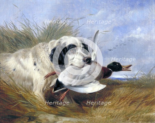 'Dog with Wild Duck', 19th century. Artist: Richard Ansdell