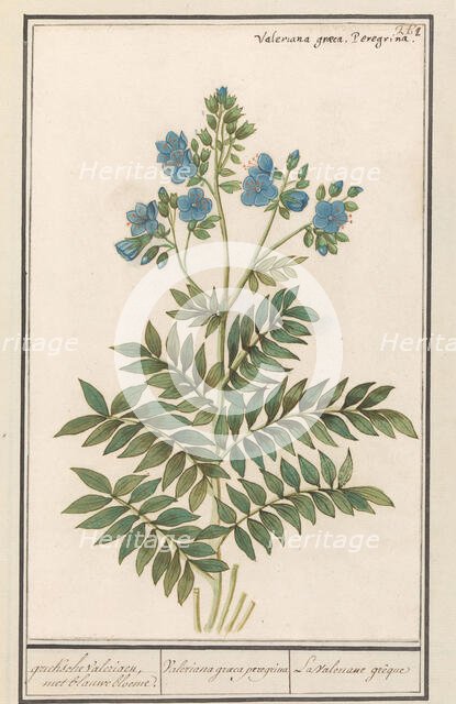 Jacob's Ladder (Polemonium Caerulum), 1596-1610. Creators: Anselmus de Boodt, Elias Verhulst.