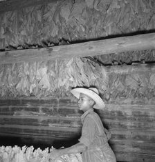 Son of sharecropper...hanging up strung tobacco inside barn, Shoofly, North Carolina, 1939. Creator: Dorothea Lange.