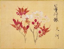 From the Sketch Book of Sakura (Cherry Blossoms), Between 1830 and 1853. Creator: Sakamoto, Konen (1800-1853).