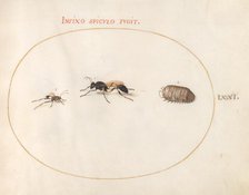 Plate 71: Two Wasps and a Pill Bug, c. 1575/1580. Creator: Joris Hoefnagel.