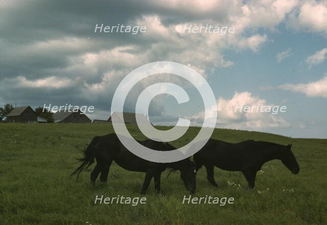 Work horses near Junction City, Kansas, 1942 or 1943. Creator: Louise Rosskam.