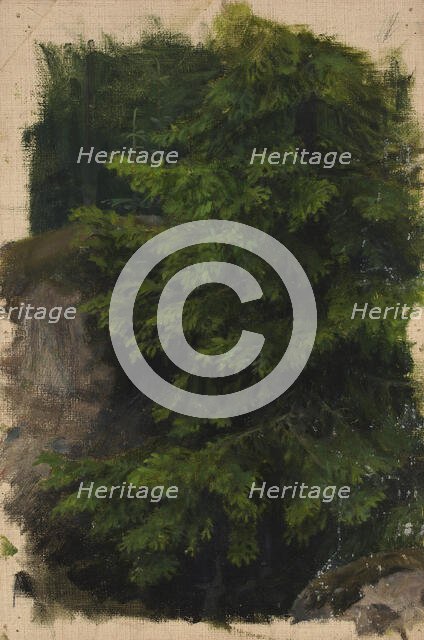 Spruce, c1910s. Creator: Verner Thome.