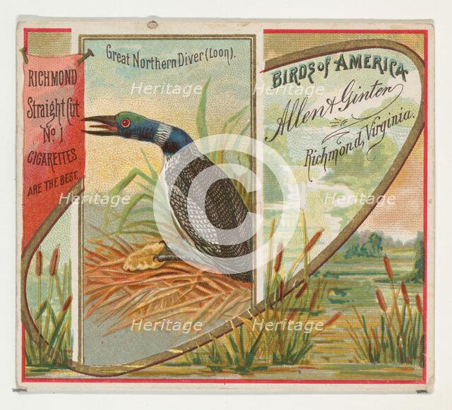 Great Northern Diver (Loon), from the Birds of America series (N37) for Allen & Ginter Cig..., 1888. Creator: Allen & Ginter.