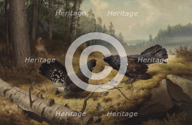 The Fighting Capercaillies, 1886. Creator: Ferdinand von Wright.