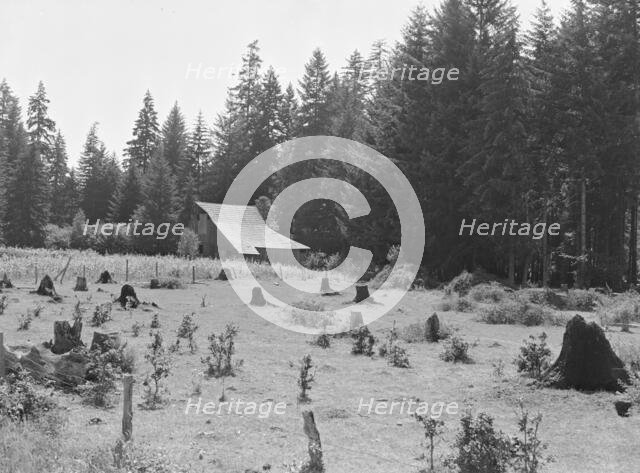 Western Washington stock farm, Lewis County, Washington, 1939. Creator: Dorothea Lange.
