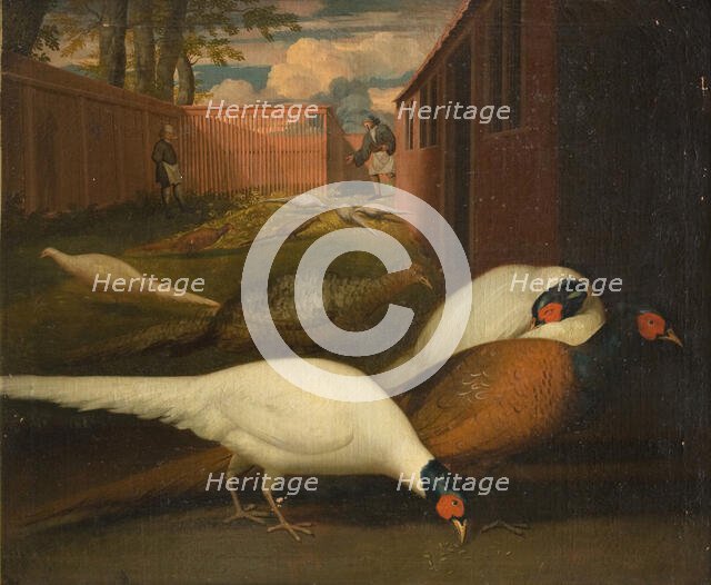 Pheasants in a pen, 1749-1848. Creator: Unknown.