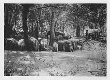 'Elephant Kraaling in Ceylon at a Waterhole inside the Stockade', c1890, (1910). Artist: Alfred William Amandus Plate.