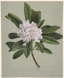 Rhododendron (Rhododendron maximum), 1880. Creator: Mary Vaux Walcott.