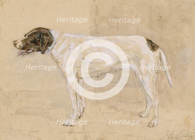 Juno the dog, 1819. Creator: John Frederick Lewis.