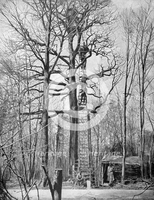French observation post in a tree, France, World War I, 1915. Artist: Unknown