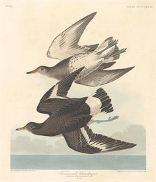 Townsend's Sandpiper, 1838. Creator: Robert Havell.