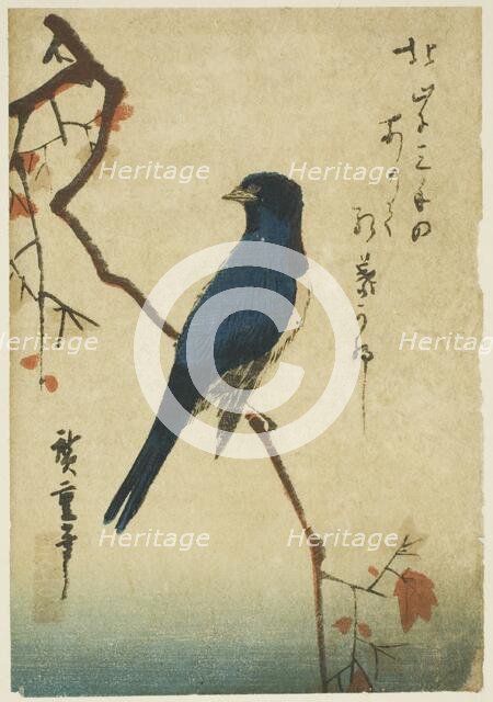 Blue bird on maple branch, n.d. Creator: Ando Hiroshige.