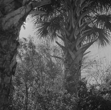 Palm trees and underbrush, Daytona Beach, Florida, 1943. Creator: Gordon Parks.