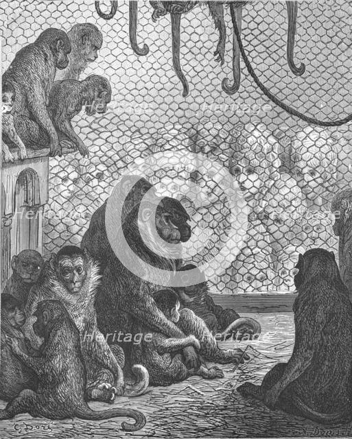 'Zoological Gardens - The Monkey House', 1872.   Creator: Gustave Doré.