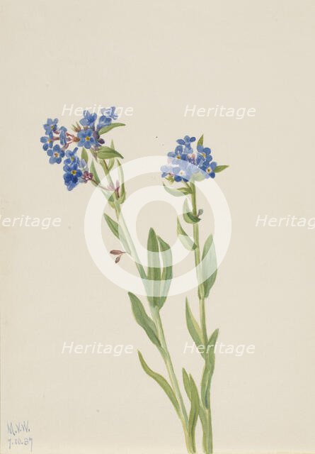 Alpine Forget-Me-Not (Myosotis alpestris), 1937. Creator: Mary Vaux Walcott.