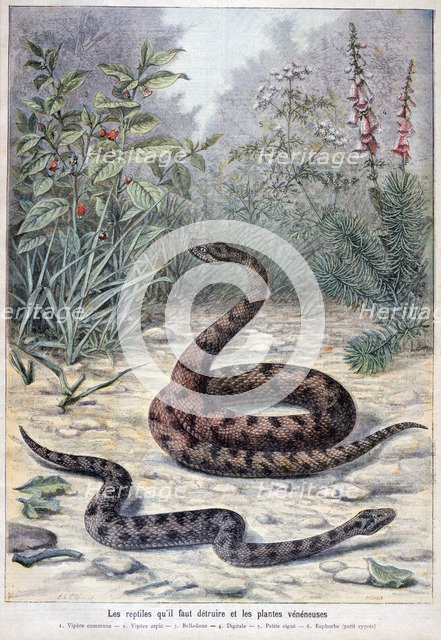 Snakes and poisonous plants, 1897. Creator: F Meaulle.