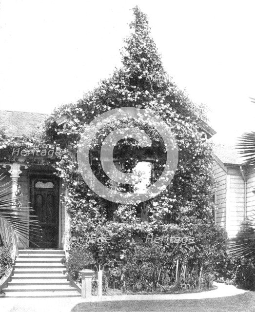 Rose Cottage, South Spring Street, Los Angeles, California, USA, c1900. Creator: Unknown.