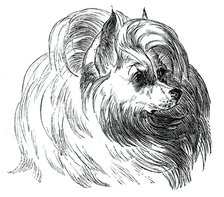 Head of the Iceland Dog, 1844. Creator: Unknown.