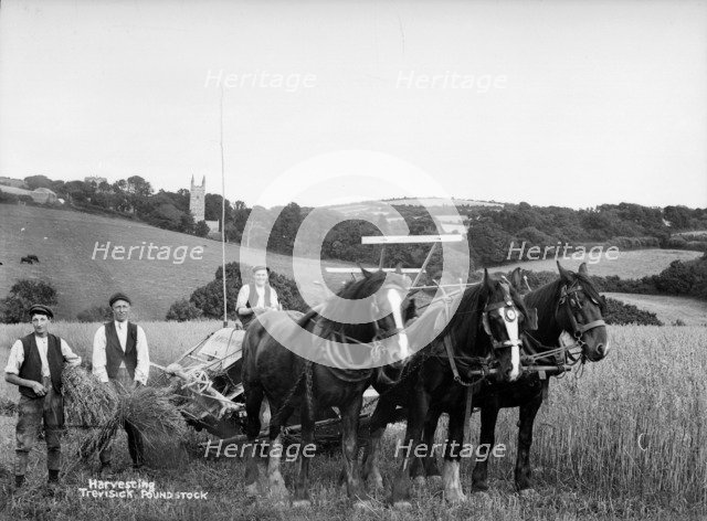 Harvesting, Trevisick Poundstock, Cornwall, c1896-c1920. Artist: A Newton