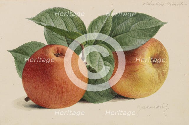 Originaux de publications d´horticulture et d´arboriculture, 1878-1881. Creator: Pannemaeker, Pieter Joseph de (1832-1904).