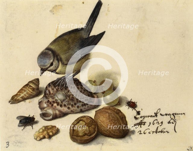 Still Life with Blue Tit, Shells, Fruits and Insects, 1629. Creator: Flegel, Georg (1566-1638).