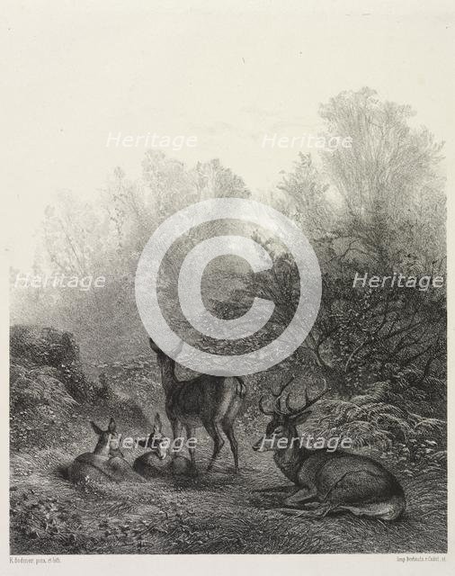 Deer at Rest. Creator: Karl Bodmer (Swiss, 1809-1893).
