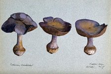 A fungus (Cortinarius species): three fruiting bodies, 1893. Creator: R Baker.