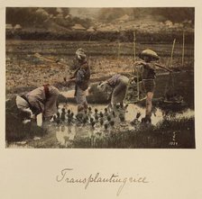 Transplanting rice, about 1873-1883. Creator: Shinichi Suzuki I.