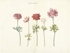 Five Studies of Anemones, c.1760-c.1770. Creator: Anon.