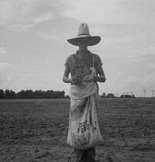 Farm boy with sack full of boll weevils...off of cotton plants, Macon County, Georgia, 1937. Creator: Dorothea Lange.