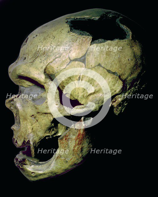 Neanderthal skull from France. Artist: Unknown