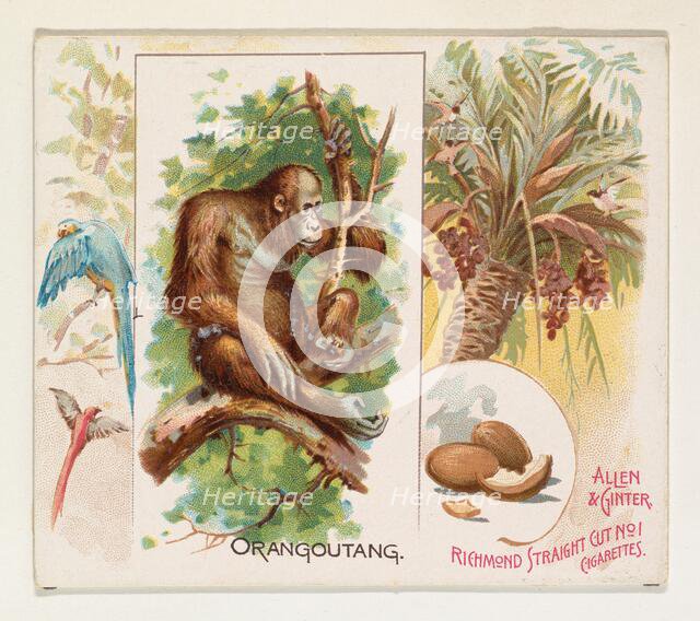 Orangoutang, from Quadrupeds series (N41) for Allen & Ginter Cigarettes, 1890. Creator: Allen & Ginter.