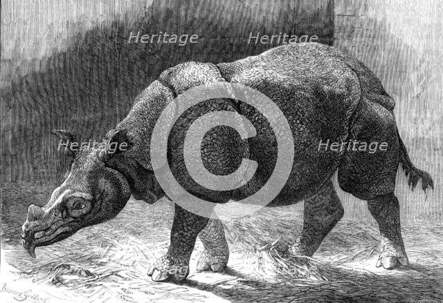 The new Rhinoceros in the Gardens of the Zoological Society, 1874. Creator: Unknown.