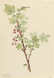 Prickly Currant (Ribes lacustre), 1917. Creator: Mary Vaux Walcott.
