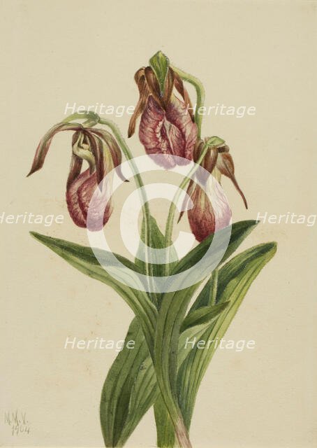 Moccasin Flower (Cypripedium acaule), 1904. Creator: Mary Vaux Walcott.