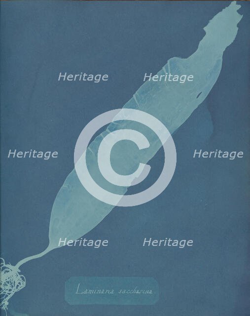 Laminaria saccharina, ca. 1853. Creator: Anna Atkins.