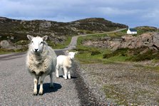 Sheep and lamb, Applecross Peninsula, Highland, Scotland.