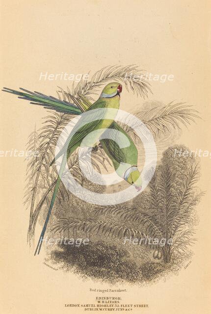 Red Ringed Parrakeet. Creator: William Home Lizars.