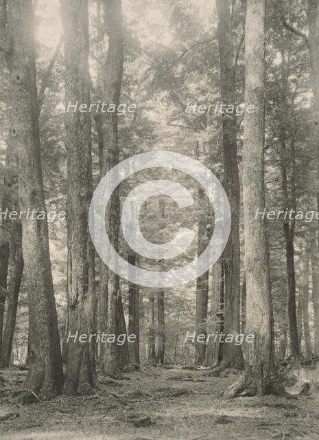 In the Birch forest, Paradise, Lake Wakatipu, c1924. Creator: Eunice Harriett Garlick.