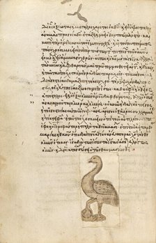 A Crane, 1510-1520. Creator: Unknown.