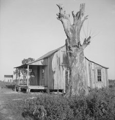 Plantation cabin of sharecropper, Washington County, Mississippi, 1937. Creator: Dorothea Lange.
