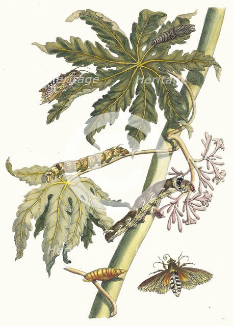 Papay. From the Book Metamorphosis insectorum Surinamensium, 1705. Creator: Merian, Maria Sibylla (1647-1717).