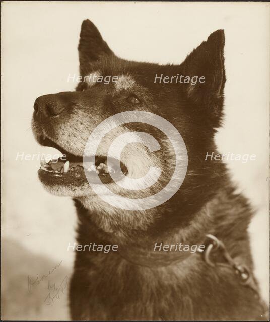 Portrait of Osman, a sled dog, 1910-1913. Creator: Herbert Ponting.